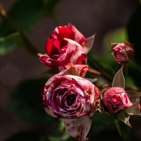 ����� ����. �������