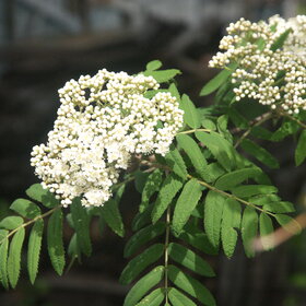 ����� ����. �������