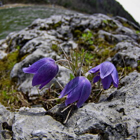 ������ ����. �������