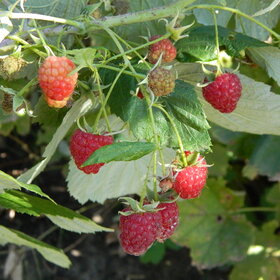 ������ ����. ������� �������