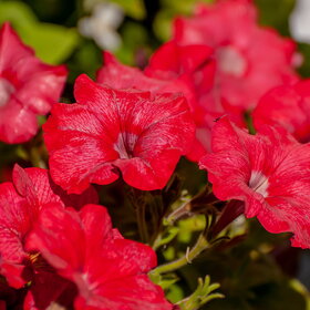 ����� ����. �������