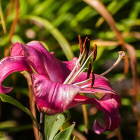 ����. ������. �������