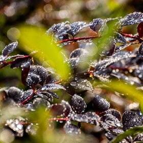 ����. ������. �������