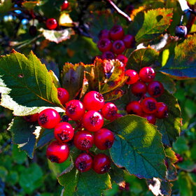 ����� ����. �������