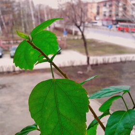 ����� ����. �������