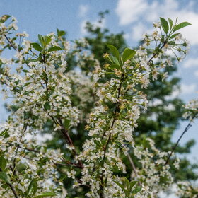 ������ ����. �������