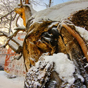 ����. ������. �������