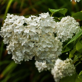 ����� ����. �������