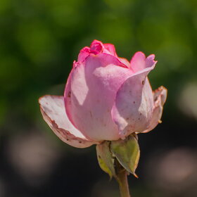 ����� ����. �������