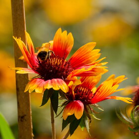 ����. ������. �������