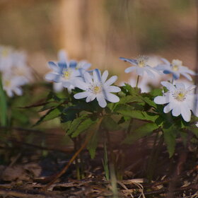 ������ ����. �������