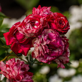 ����. ������. �������