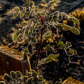 ����� ����������. �������