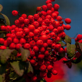 ����� ����. �������