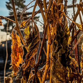 ����. ������. �������