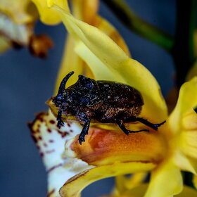 ����. ������. �������