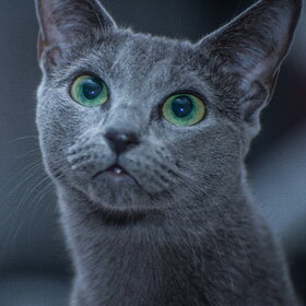 ������ ����. �������� ��������