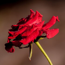 ����. ������. �������