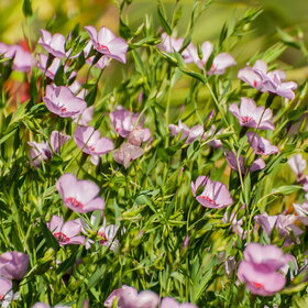 ������ ����. �������