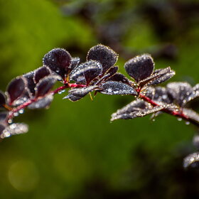 ����. ������. �������