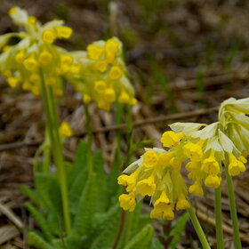 ������ ����. �������