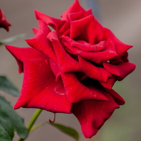 ����. ������. �������