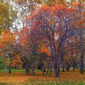 ����� ����. �������