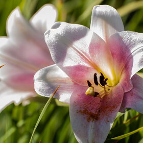 ����� ����. �������