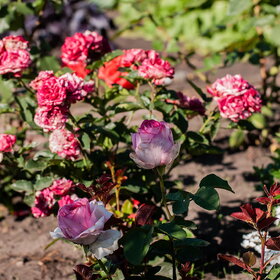 ����. ������. �������