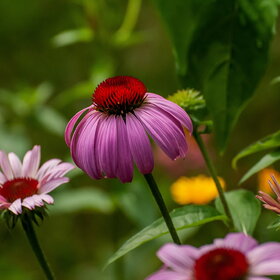 ����. ������. �������