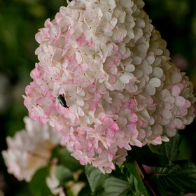 ����. ������. �������