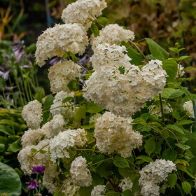 ����. ������. �������