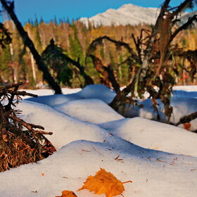 ����� ����. 