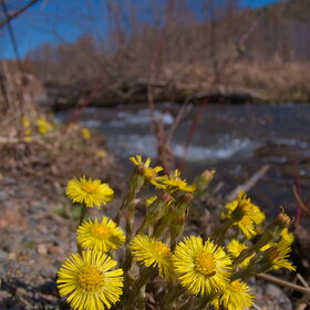 ������ ����. �������