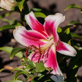 ����. ������. �������