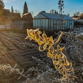 ������ ����. �������