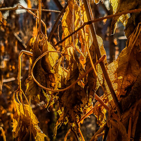 ������ ����. �������