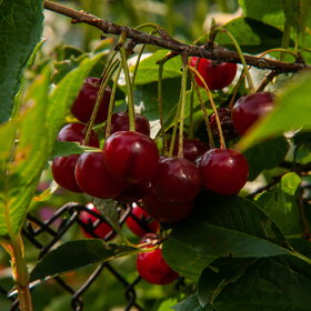 ������ ����. 