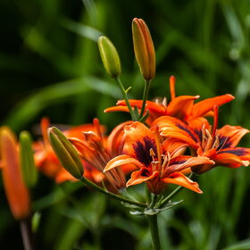 ����. ������. �������