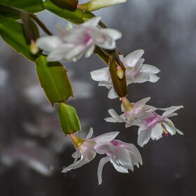 ����� ����. �������