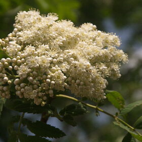 ������ ����. �������