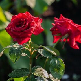 ����. ������. �������