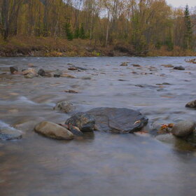 ������ ����. ���������� �� �����������