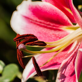 ����� ����. �������