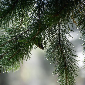 ����. ������. �������