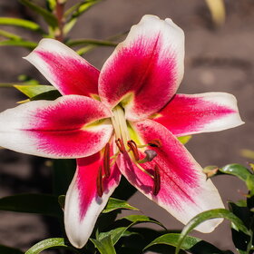 ����. ������. �������