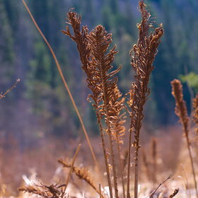 ����� ����. �������