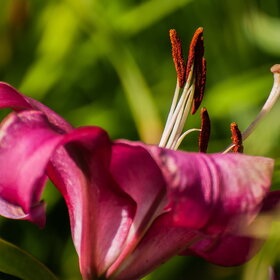 ����� ����. �������