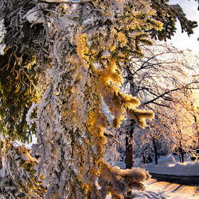 ����. ������. �������