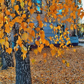 ����. ������. �������